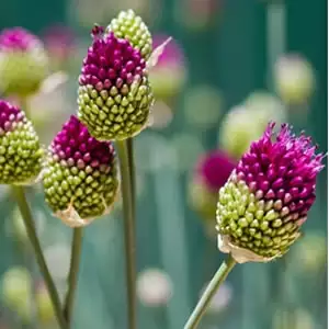 Easy Flowers To Grow In Autumn Allium Drumstick 2012 01 - Garden Express Australia