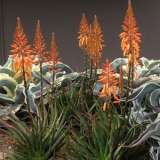 Aloe Andreas Orange16 - Garden Express Australia