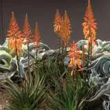 Aloe Andreas Orange16 - Garden Express Australia