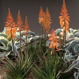 Aloe Andreas Orange (pbr) Aloe Andreas Orange (pbr)