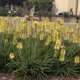 Aloe Bush Baby Yellow (Pbr) 100mm Pot