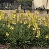Aloe Bush Baby Yellow (Pbr) 100mm Pot Aloe Bush Baby Yellow (Pbr) 100mm Pot