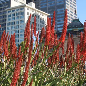 Aloe Erik The Red Tm (pbr)