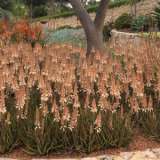 Aloe Fairy Pink 16 - Garden Express Australia