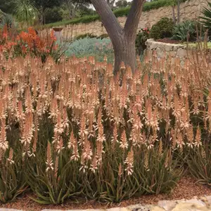 Aloe Fairy Pink (pbr)