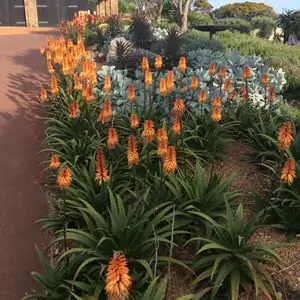 Aloe Sirius Tm