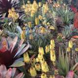 Aloe Southern Cross In General Garden Image 2015 - Garden Express Australia
