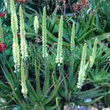 Aloe Sparkler 2017 Plaalospa - Garden Express Australia