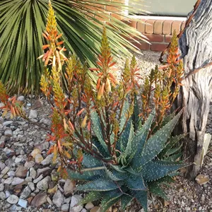 Aloe Spots N Dots Tm