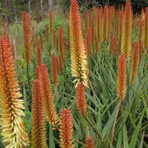 Aloe Tusker Tm Aloe Tusker Tm