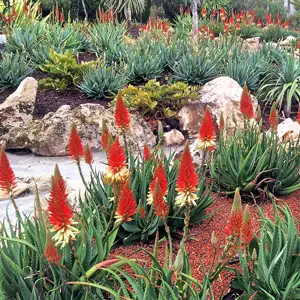 Aloe Venus Tm Aloe Venus Tm