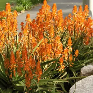 Aloe Copper Shower (pbr)