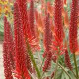 Aloe Erik The Red (Pbr) 100mm Pot