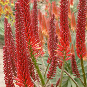 Aloe Erik The Red (Pbr) 100mm Pot