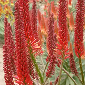 Aloe Erik The Red (Pbr) 100mm Pot