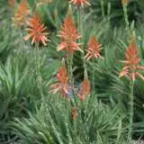 Aloe Gemini 2015 - Garden Express Australia