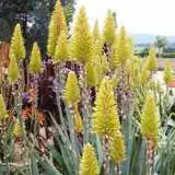 Aloe Moonglow Tm Aloe Moonglow Tm