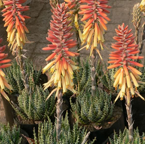 Aloe Mountain Gem1 - Garden Express Australia