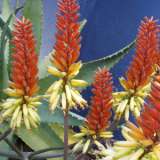 Aloe Saturn 2015 - Garden Express Australia
