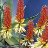 Aloe Saturn 2015 - Garden Express Australia
