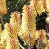 Aloe Southern Cross1 - Garden Express Australia