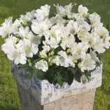 Alstroemeria Princess Lily Claire 2017 Pplplicla - Garden Express Australia