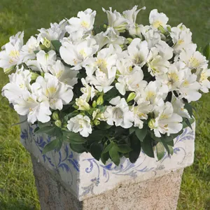 Alstroemeria Growing Guide Alstroemeria Princess Lily Claire 2017 Pplplicla - Garden Express Australia