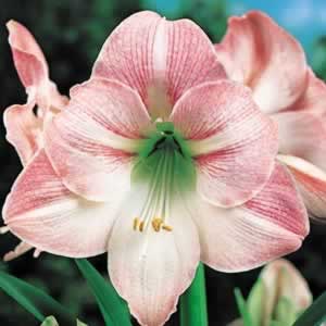 Hippeastrum Apple Blossom