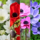 Anemone Poppy Collection Colanecol 2026 - Garden Express Australia
