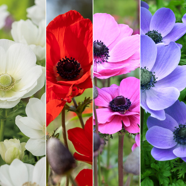 Anemone Poppy Collection Anemone Poppy Collection