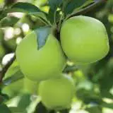 Apple Granny Smith Is 15 - Garden Express Australia