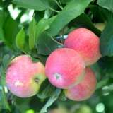 Apple Pink Lady16 - Garden Express Australia