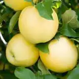 Apple Golden Delicious13 - Garden Express Australia