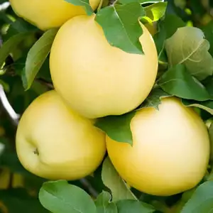 Growing Apple Trees Growing Apple Trees