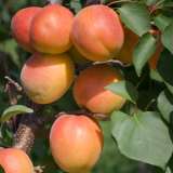 Apricot Fireball St 56508526 15 - Garden Express Australia