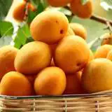 Apricot Trevatt Apricot Trevatt