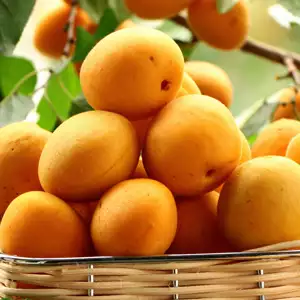 Apricot Trevatt Apricot Trevatt