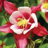 Aquilegia