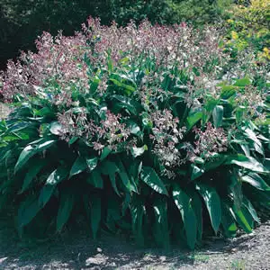 Arthropodium Growing Guide Arthropodium Matapouri Bay - Garden Express Australia