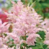 Astilbe Pink 15 St - Garden Express Australia