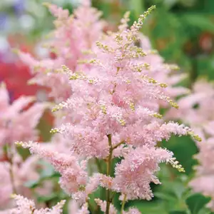 Astilbe Pink