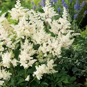 Astilbe White