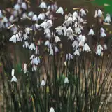 Autumn Snowflakes - Garden Express Australia