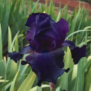 Babiana Growing Guide B Iris Superstition - Garden Express Australia