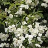 Banksia Rose White 14 - Garden Express Australia
