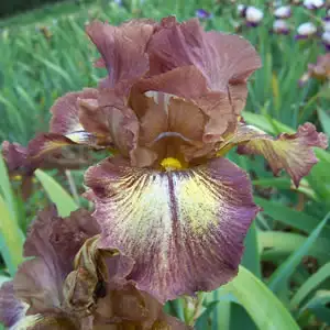 Babiana Growing Guide Bearded Iris Kerries Kirtle 2 - Garden Express Australia