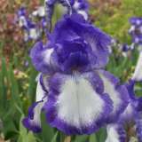 Bearded Iris Babbling Brook 131 - Garden Express Australia