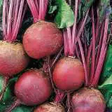 Beetroot Detroit 01 - Garden Express Australia