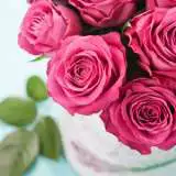 Best Friend 2014 - Garden Express Australia