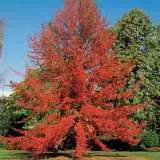 Black Tulelo 14 - Garden Express Australia